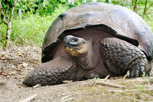 世界上最大的乌龟到底有多大？