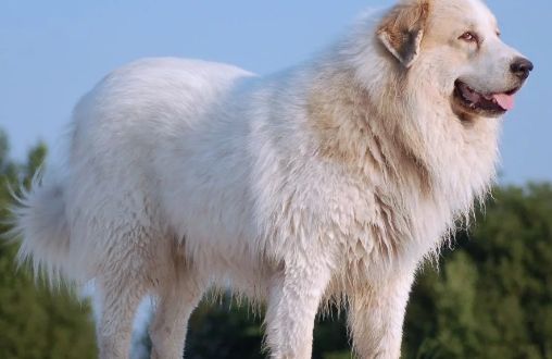 了解更多关于比利牛斯山地犬的历史起源！