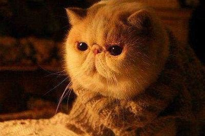 加菲猫吃什么猫粮泪痕，加菲猫吃什么猫粮好改善泪痕