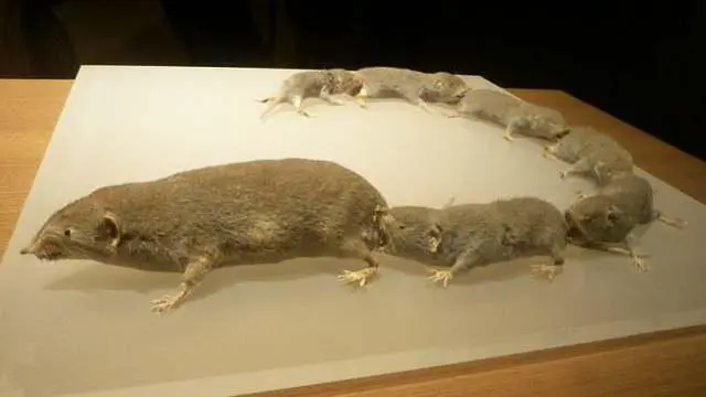 松鼠的种类_松鼠种类及简介_三只松鼠种类
