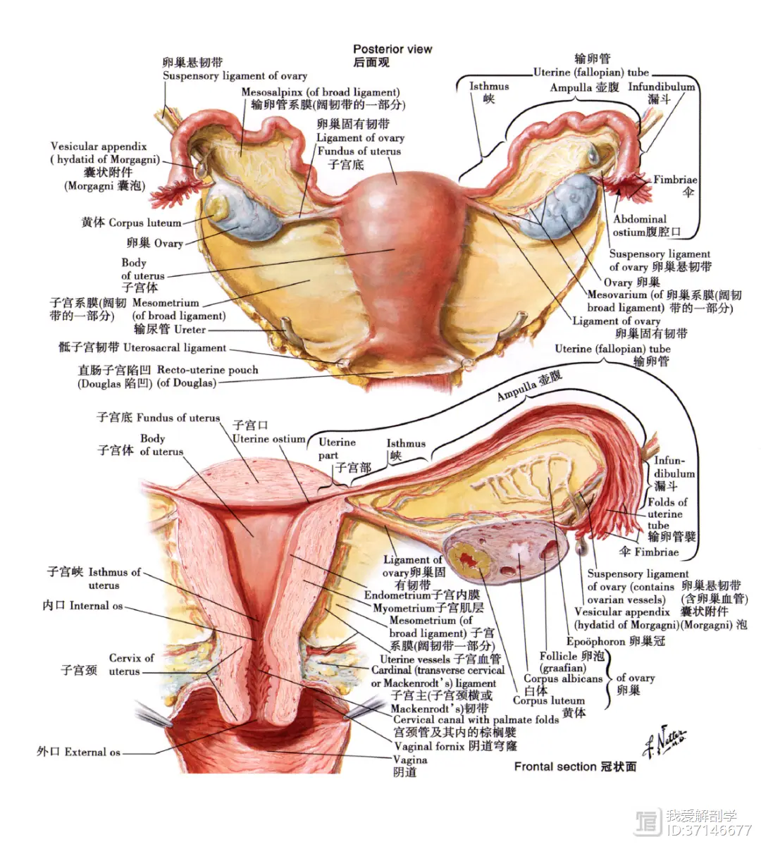 _卵巢早衰的现象有哪些_卵巢囊肿怎么治疗效果好